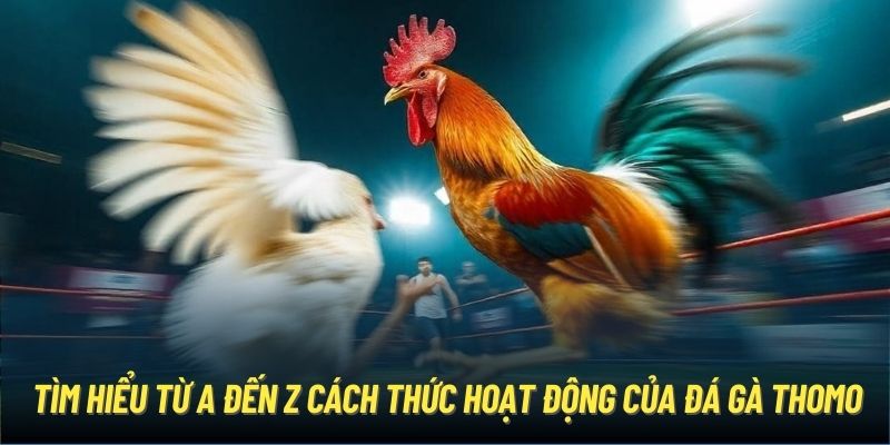 Hướng dẫn chi tiết cách hoạt động của đá gà Thomo tại OK365